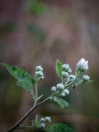 Witte tros Roos van Photos by Francis