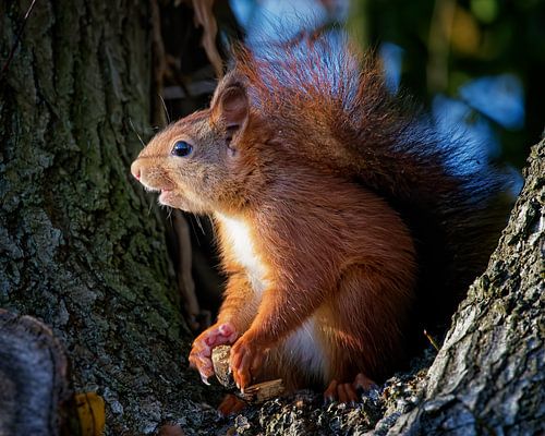 Eekhoorn in de boom