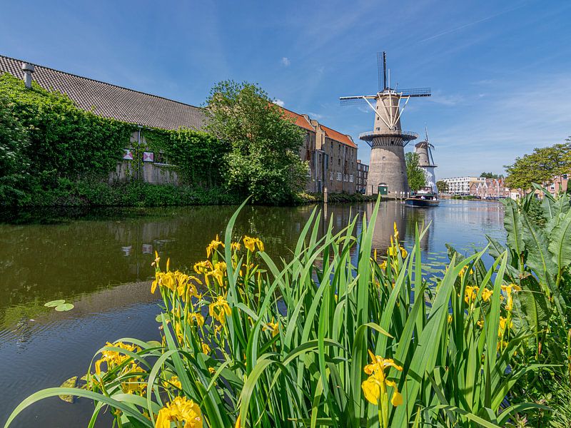 Windmühle in Schiedam, die Niederlande von Kok and Kok