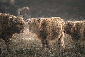 Schottische Hochlandbewohner im Naturschutzgebiet