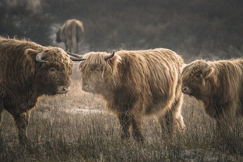 Schotse hooglanders in natuurgebied