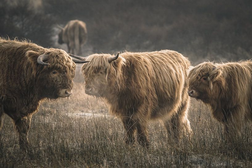 Scottish highlanders in nature reserve by Dirk van Egmond