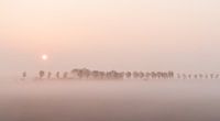 Foggy spring morning Goeree-Overflakkee
