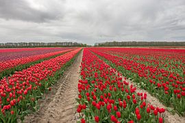 tulips in the netherlands by Jeannette Kliebisch