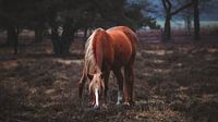 Wildpferd