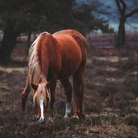 Wild paard in het planken wambuis van AciPhotography