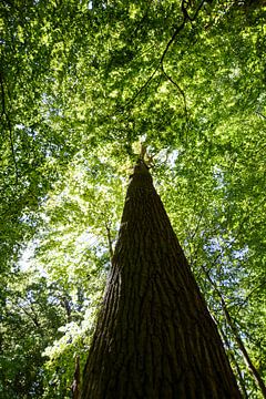 Stieleiche in  der Goor, Lauterbach auf Rügen