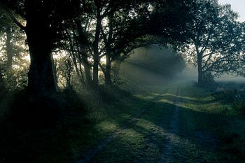 Zonnestralen in de ochtend
