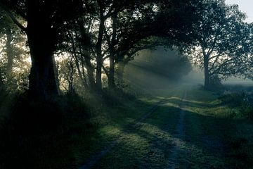 Zonnestralen in de ochtend