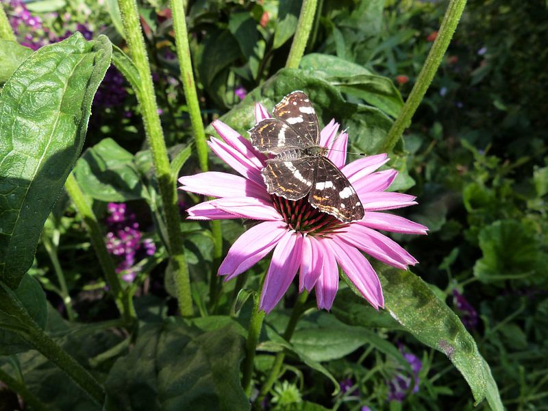 Echinacea met Vlinder von Ton Horst