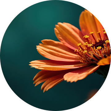 Oranje bloem met meeldraden tegen groenblauwe achtergrond van Markus Gann