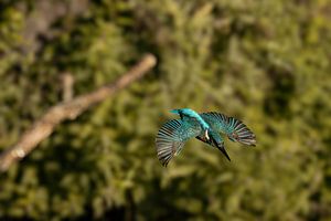 Serie Eisvogel