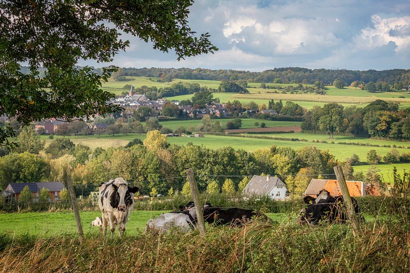 Des vaches curieuses dans le sud du Limbourg par John Kreukniet