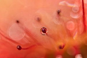 Sundew 5