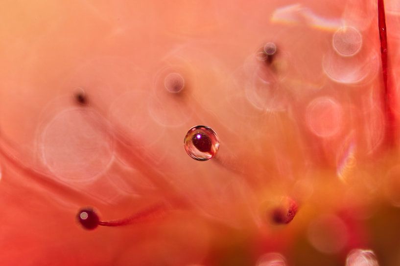 Sundew 5 by Anne Ponsen