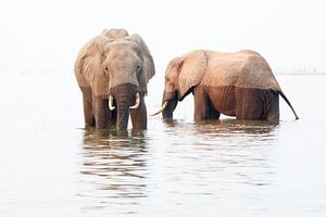 Elephants eat and drink in the water