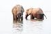 Elefanten fressen und trinken im Wasser von Anja Brouwer Fotografie