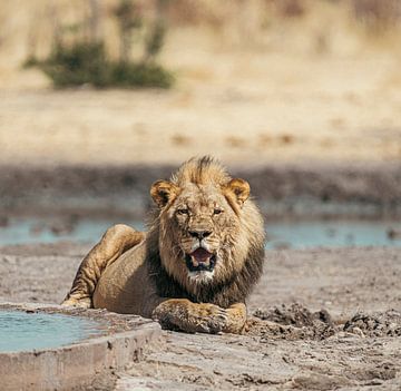 Leeuw in Namibië, Afrika van Patrick Groß