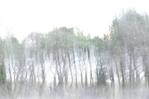 Küstenwald von Uwe Merkel