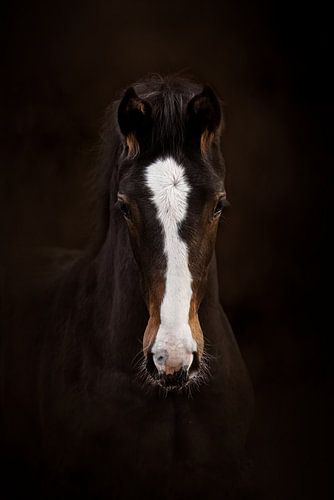 Portret van een donkerbruin veulen met witte bles