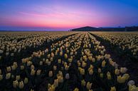 champ de tulipes au lever du soleil par Rick Kloekke Aperçu