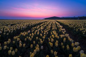 Sonnenaufgang Tulpenfeld von Rick Kloekke