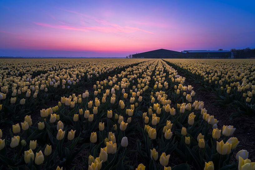 champ de tulipes au lever du soleil par Rick Kloekke