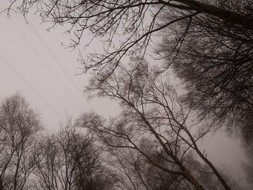 Bäume im Nebel van Nicole Bäcker