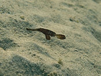 Geisterfische im Roten Meer