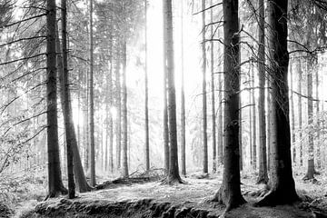 Zwart-wit bos in zwart en wit van Günter Albers