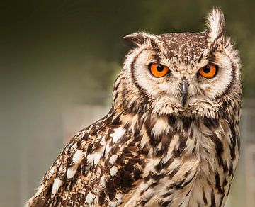 Nachtuil van Philippe Papegaai