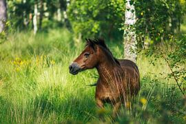 Wildpferde von Robert Szczotka