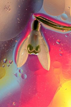 Magic Flower by Marcel van Rijn