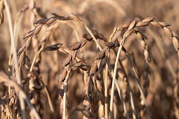 Getreide auf dem Feld von Ulrike Leone