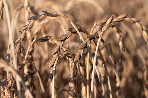 Céréales dans les champs