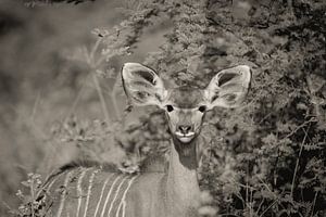 Porträt eines weiblichen Kudu von Ed Dorrestein