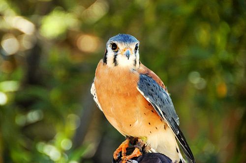 Aandachtige Havik van Studio Retouched fotoshop