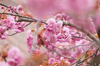 schöne rosa Frühlingsblüte von Janny Beimers Miniaturansicht