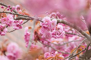 mooie roze lente bloesem van Janny Beimers