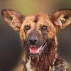 Portret van een Afrikaanse wilde hond (Lycaon pictus) van Chris Stenger