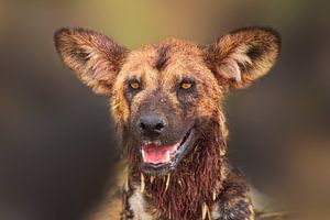 Portrait d'un lycaon (Lycaon pictus)