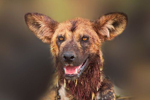 Portret van een Afrikaanse wilde hond (Lycaon pictus)