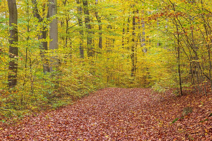Autumn trees in the Plauer Stadtwald nature reserve in the by Rico Ködder