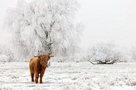 A Scottish Highlander in the snow - Lauwersmeer National Park by Bas Meelker thumbnail