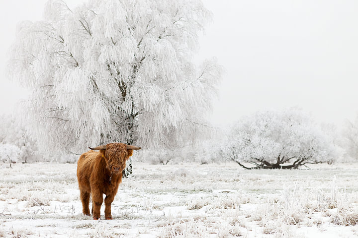 Een Schotse Hooglander in de sneeuw -Nationaal park Lauwersmeer van <span class="secondary-font">Bas Meelker</span>
