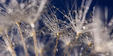Panorama of white fluff with water droplets (blue background) by Marjolijn van den Berg