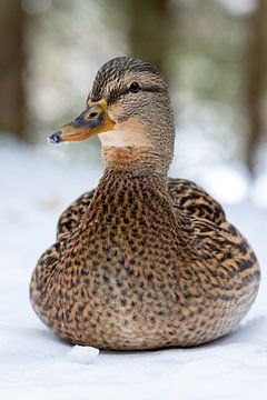 Portrait of a duck by Teresa Bauer