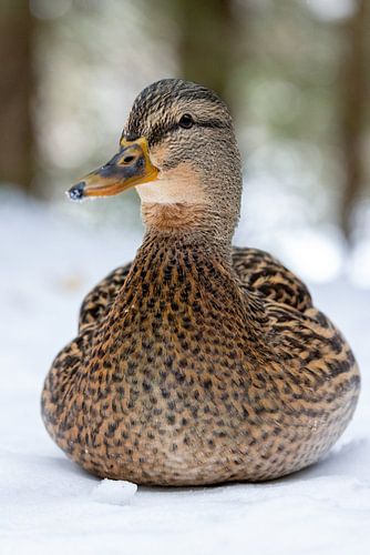 Portrait of a duck