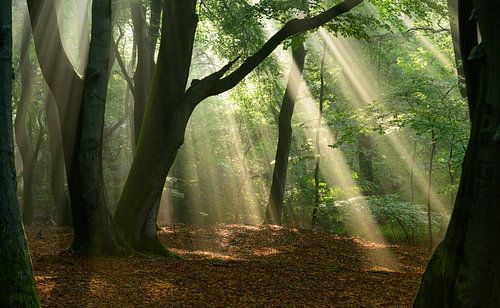 Zonlicht tussen de bomen