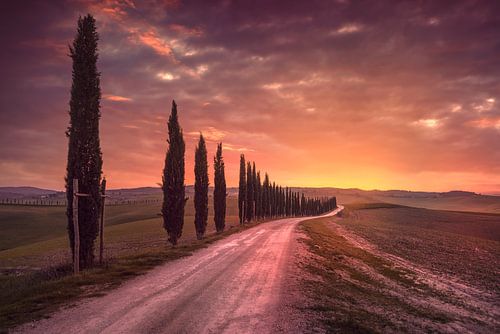 Weg met cipressen. Toscane